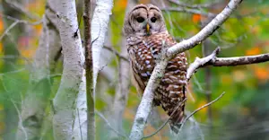  Barred Owl, Acadia National Park, Maine.