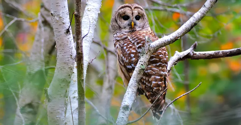  Barred Owl, Acadia National Park, Maine.