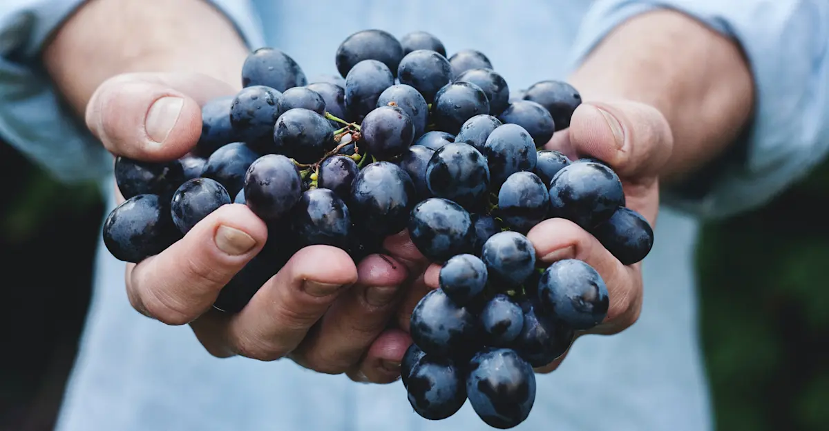 Wine grapes, Argentina.