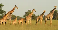 Angolan giraffes, Gomoti Private Concession, Botswana.