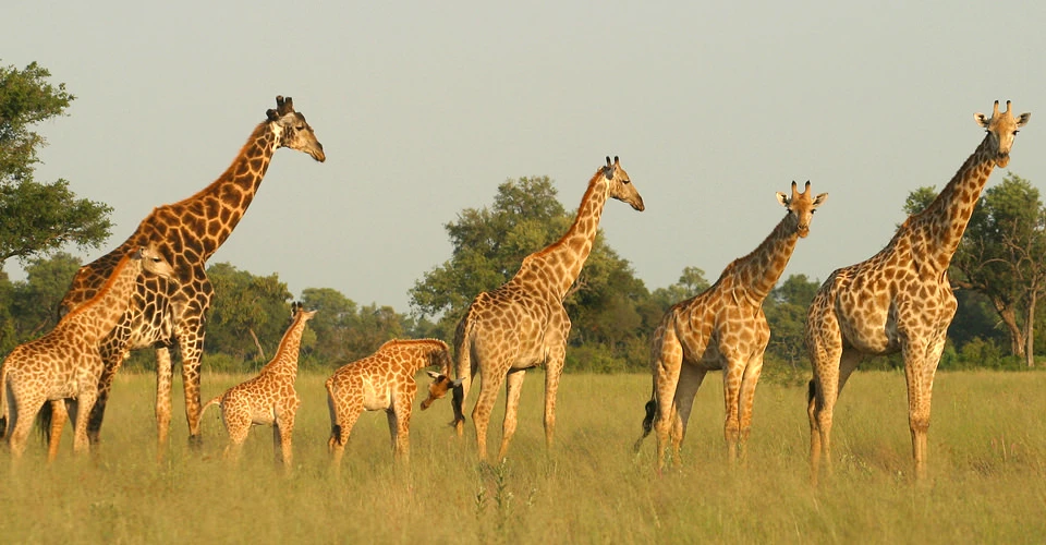 Angolan giraffes, Gomoti Private Concession, Botswana.
