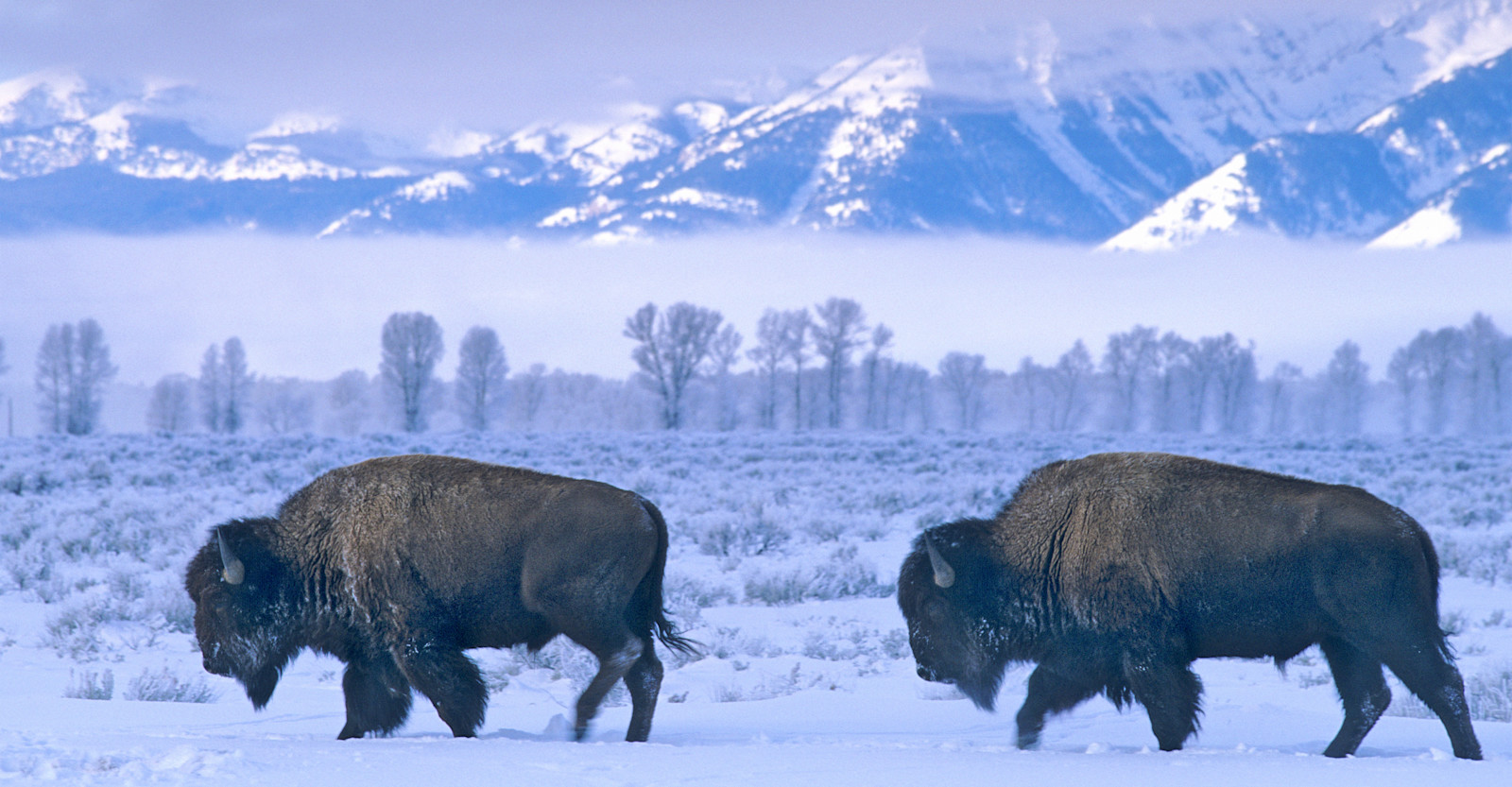 American Bison, Grand Teton National Park, Wyoming.