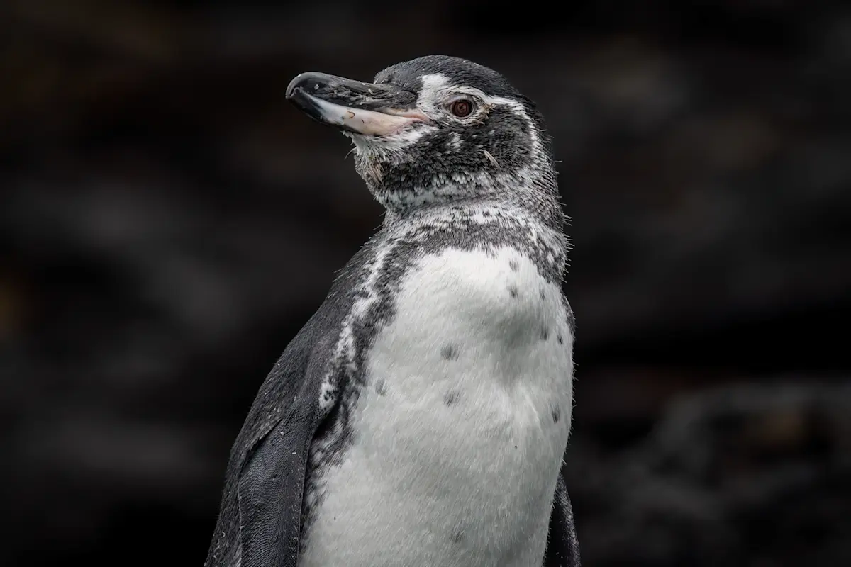 Galapagos penguin, Isabela Island, Galapagos, Ecuador.