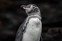 Galapagos penguin, Isabela Island, Galapagos, Ecuador.