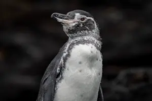 Galapagos penguin, Isabela Island, Galapagos, Ecuador.
