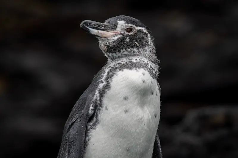 Galapagos penguin, Isabela Island, Galapagos, Ecuador.