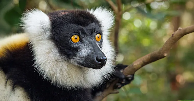 Indri, Andasibe-Mantadia National Park, Madagascar.