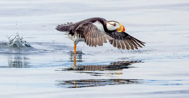 Horned puffin, Kodiak Island, Alaska.