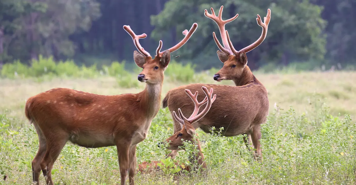 Swamp deer, Kanha National Park, India.