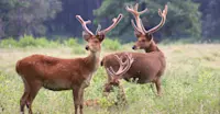 Spotted deer, Kanha National Park, India.