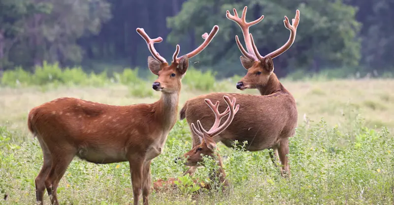Spotted deer, Kanha National Park, India.