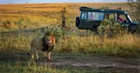 Masai lion and safari truck, Borana Wildlife Conservancy, Kenya.
