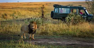 Masai lion and safari truck, Borana Wildlife Conservancy, Kenya.