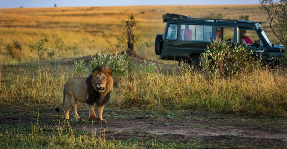 Masai lion and safari truck, Borana Wildlife Conservancy, Kenya.