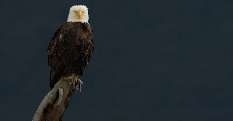 Bald eagle, Katmai National Park & Preserve, Alaska.