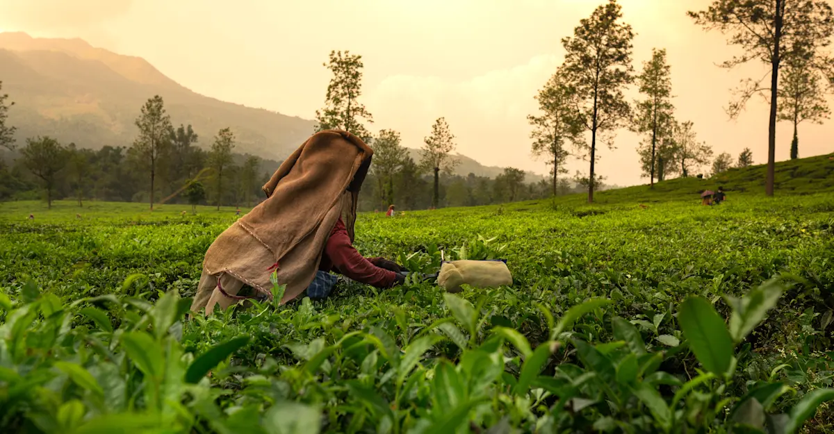 Tea leaf tender, Kerala, India.