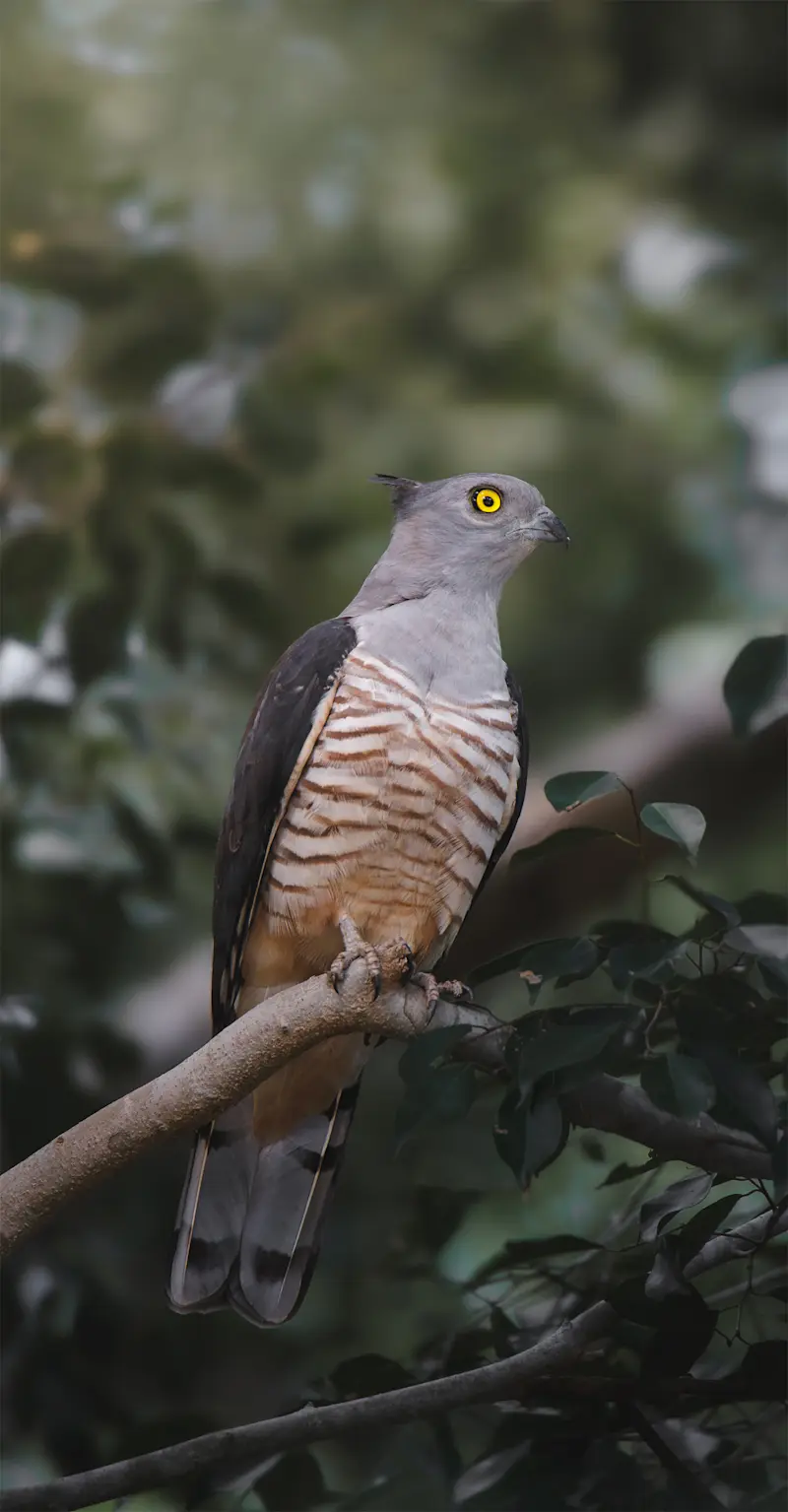 Pacific Baza - Far North Queensland 