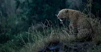 Leopard, Maasai Mara, Kenya.
