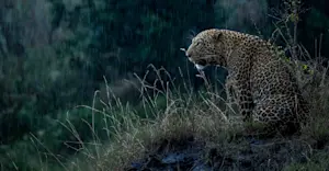Leopard, Maasai Mara, Kenya.