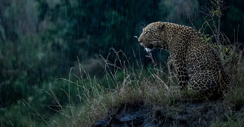 Leopard, Maasai Mara, Kenya.