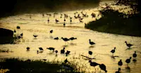 Slideshow Thumbnail 14 of 22