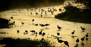 Slideshow Image Thumbnail 14 of 22
