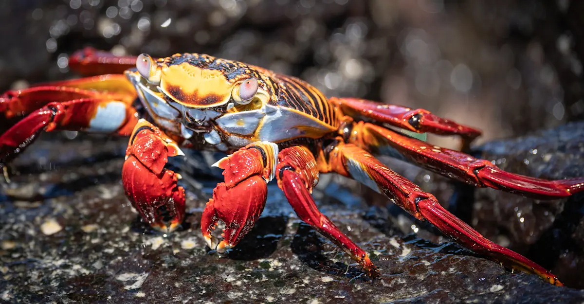 Sally lightfoot crab, Galapagos Islands.