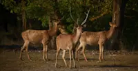 Swamp Deer "Barasingha"