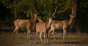 Swamp Deer "Barasingha"
