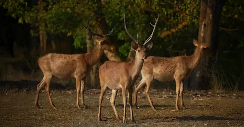 Swamp Deer "Barasingha"
