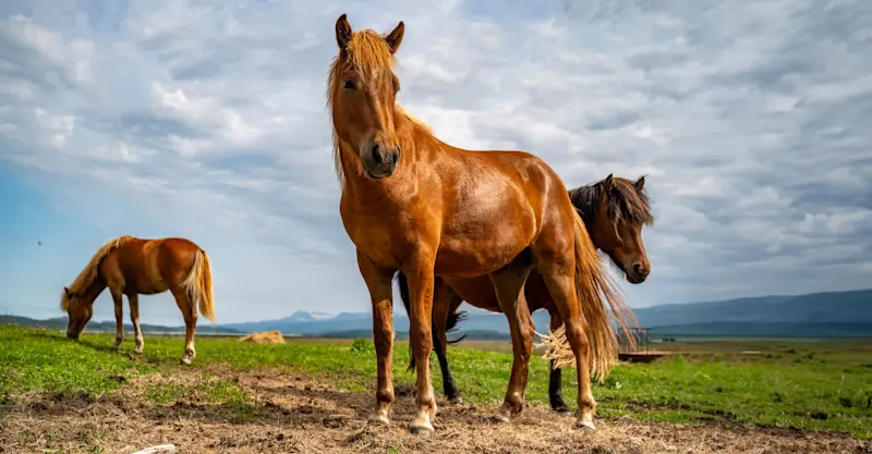 Icelandic horses, Iceland.