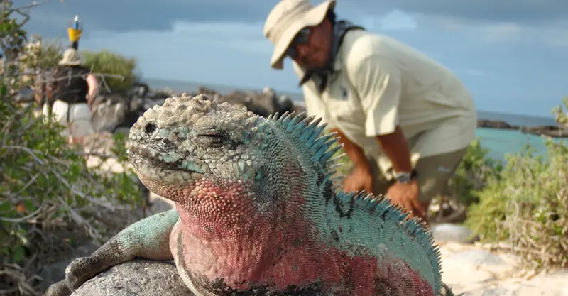 Nat Hab guest and marine iguana, Galapagos Islands, Ecuador.