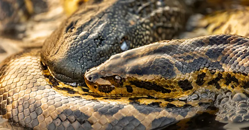 Yellow anaconda, Southern Pantanal
