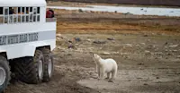 Curious polar bear outside the Polar Rover, Churchill, Manitoba, Canada.