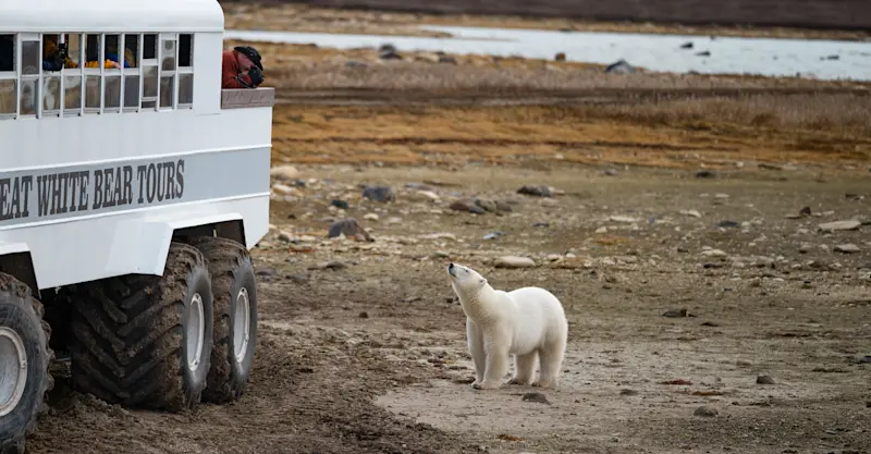 Curious polar bear outside the Polar Rover, Churchill, Manitoba, Canada.