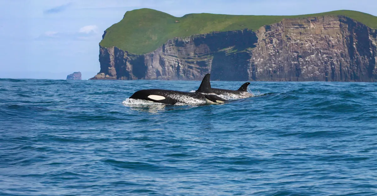 Killer whales, Iceland.