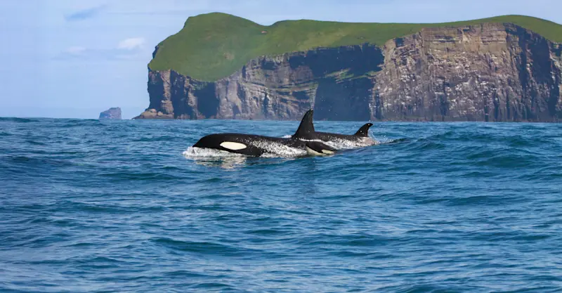 Killer whales, Iceland.