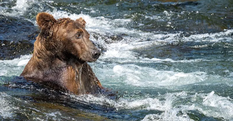 Brown bear at Brooks Falls, Katmai National Park & Preserve, Alaska.