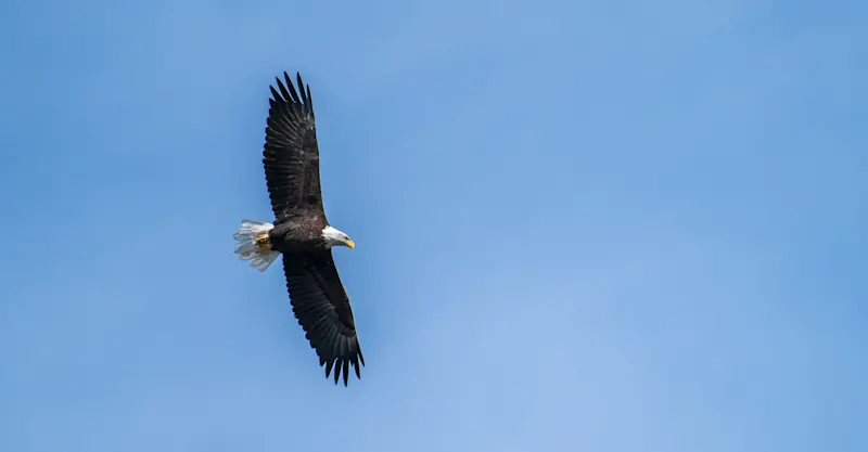 Bald eagle, Grand Teton National Park, Wyoming.