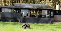 Tortoise in front of the common area at Nat Hab's Tortoise Camp