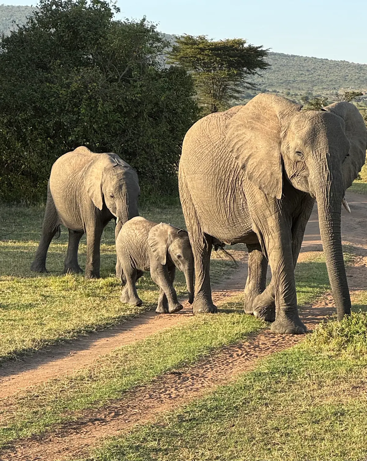 Family of elephants walking by in Kenya. 