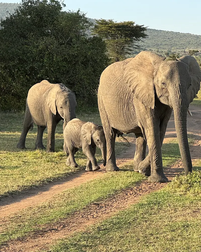 Family of elephants walking by in Kenya. 