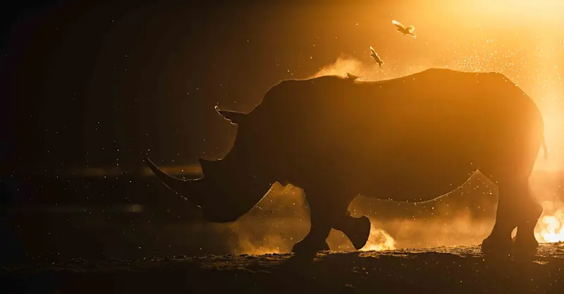 White Rhino and Red-billed Oxpecker, Madikwe, South Africa.