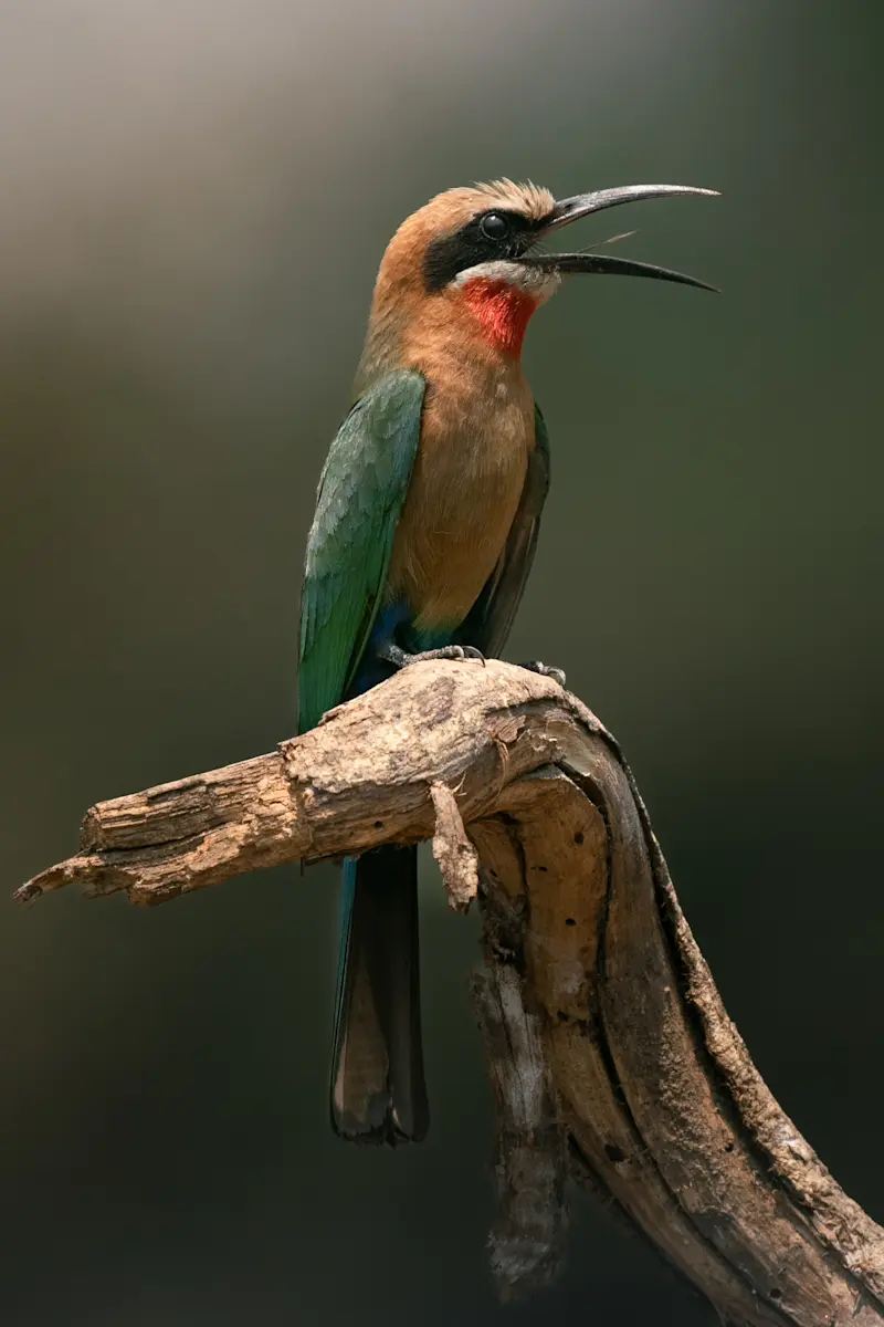 White-fronted bee-eater, Lower Zambezi