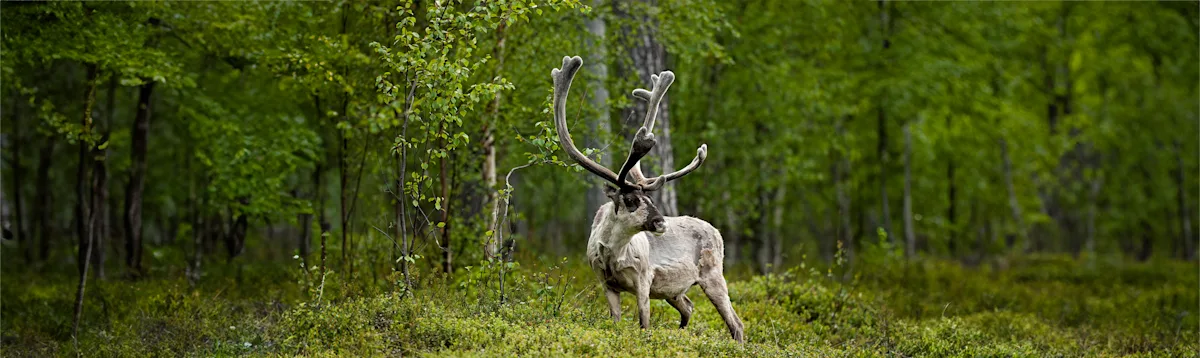 Caribou, Wildlife, Newfoundland & Labrador, Canada