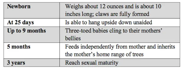 Beforeyougo|Mexico-Central-America|Costa-Rica|SlothDevelopment