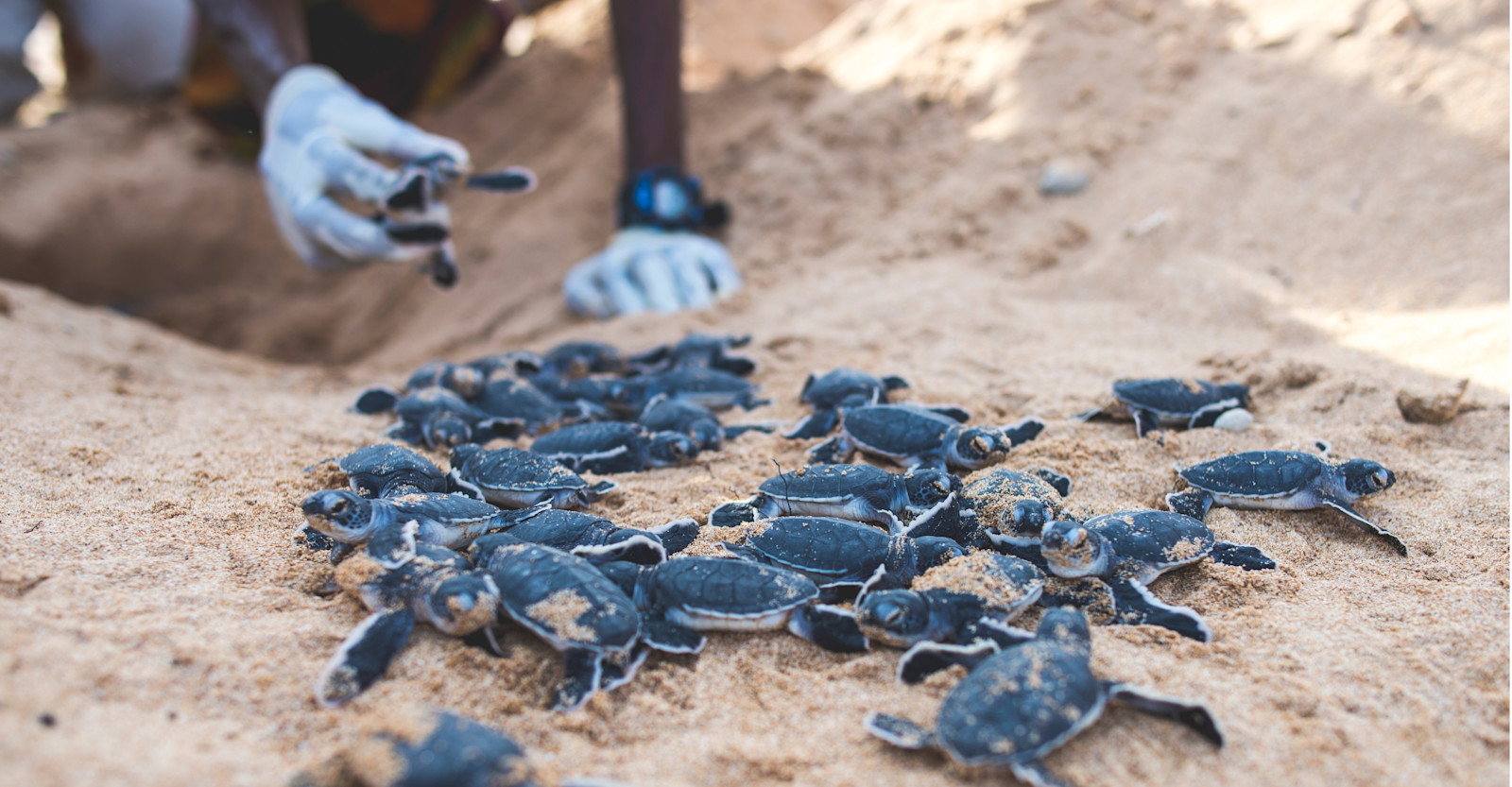 EW-CR-Scientist-Hatchlings-AdobeStock 283891746