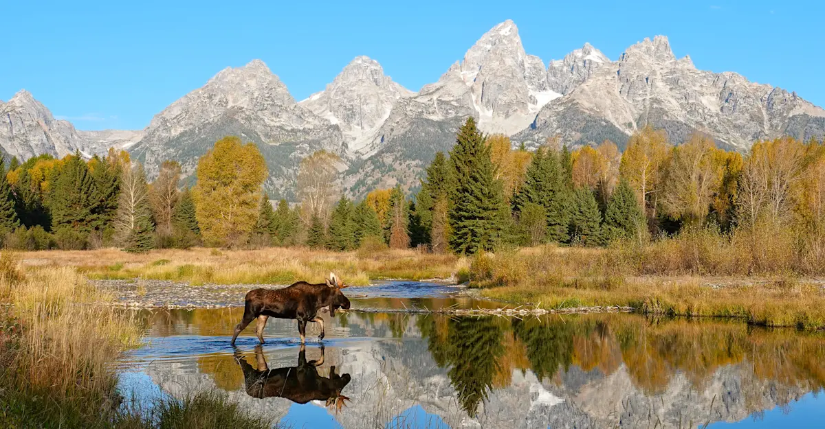 Moose, Grand Teton National Park.