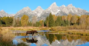Moose, Grand Teton National Park