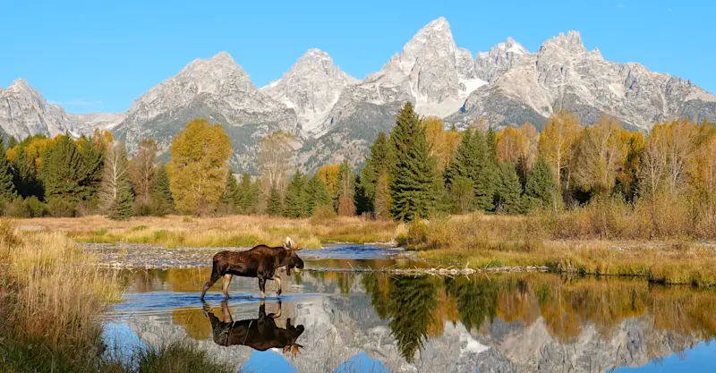 Moose, Grand Teton National Park